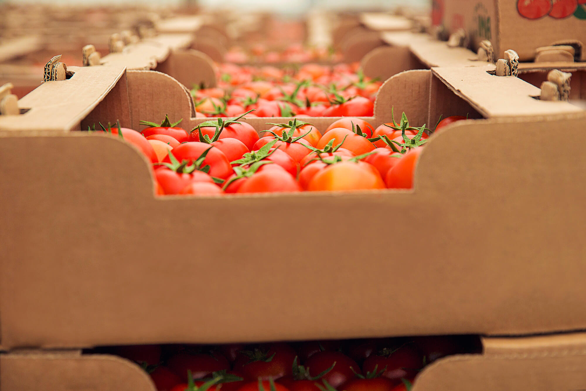 Close-up of fresh red tomatoes with green stems packed in cardboard boxes.